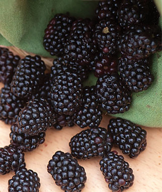 Blackberry, Triple Crown